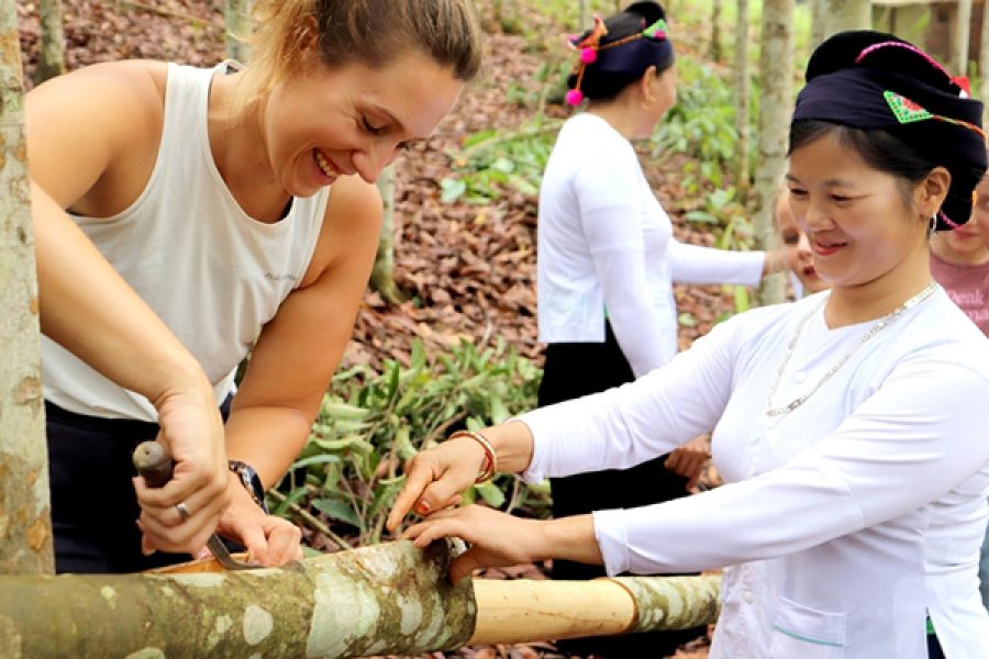 🌿 Trải nghiệm bóc quế Nghĩa Đô: Chạm vào hương rừng – hiểu một sinh kế bản địa